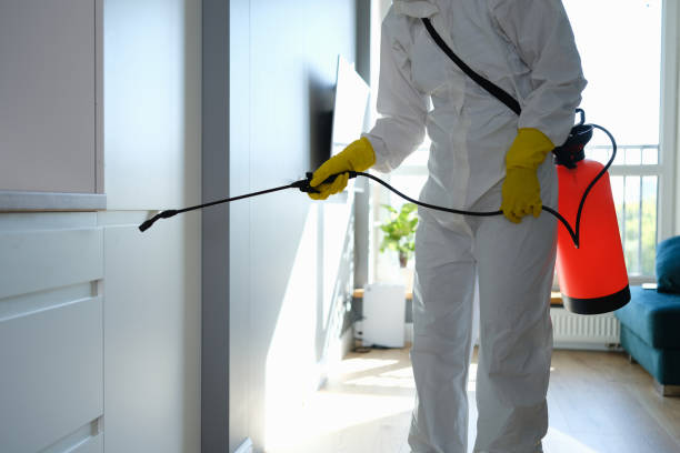 Best Black Mold Removal  in Bradley, IL