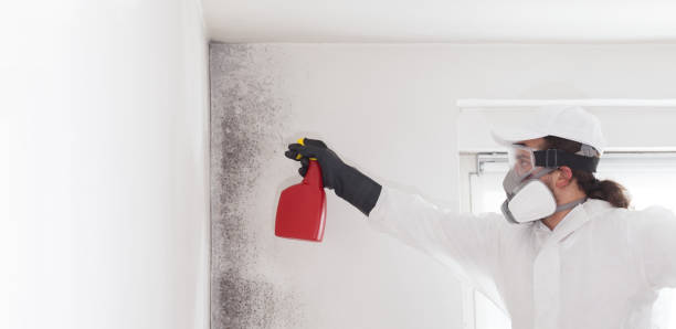 Best Toxic Mold Removal  in Bradley, IL
